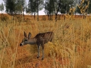 Náhled k programu Deer Hunter 2005